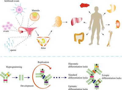 Therapeutic Targeting of Cancer: Epigenetic Homeostasis